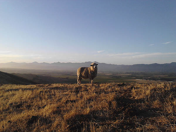 wither hills walking paths